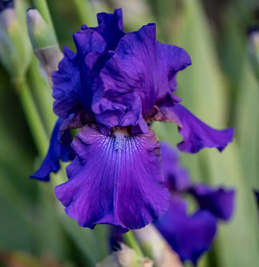Deep Purple Bearded Iris — Salem, Oregon — Ben Pickett Photography