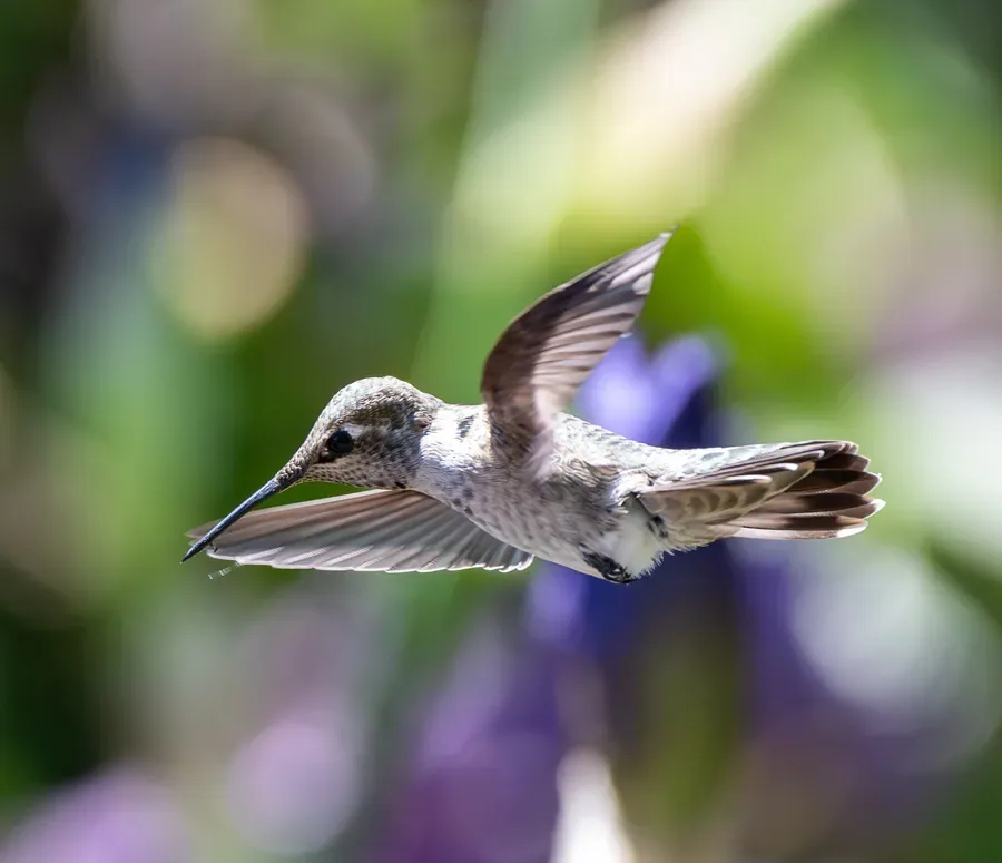 Anna's Hummingbird in Flight — Salem, Oregon — Ben Pickett Photography