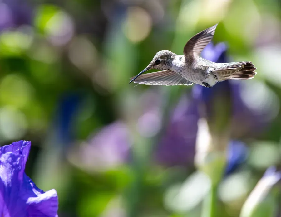 Anna's Hummingbird Crossing the Bed — Salem, Oregon — Ben Pickett Photography