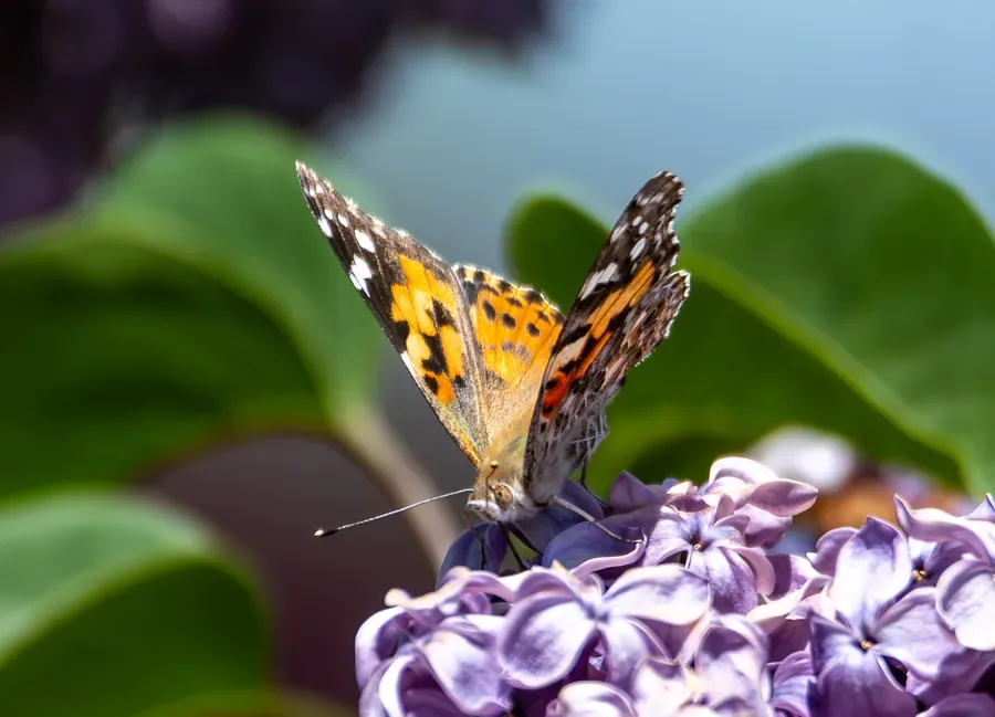 Painted Lady on Lilac — Salem, Oregon — Ben Pickett Photography
