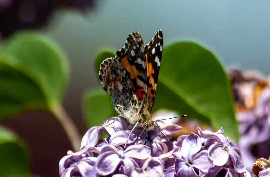 Painted Lady, Lilac Bloom — Salem, Oregon — Ben Pickett Photography
