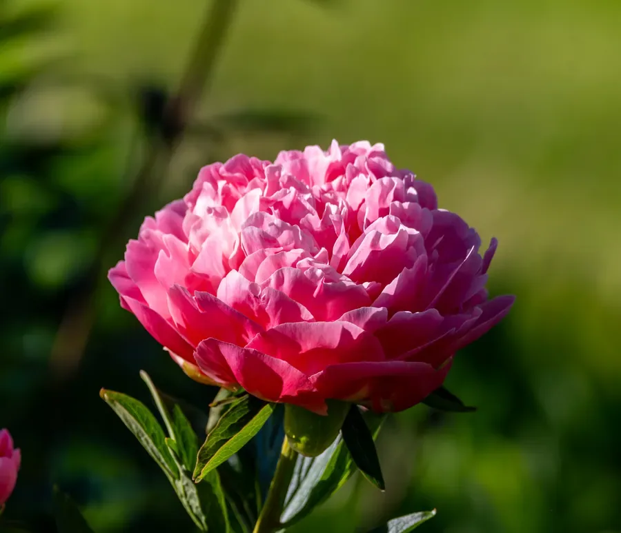 Peony in Pink — Salem, Oregon — Ben Pickett Photography