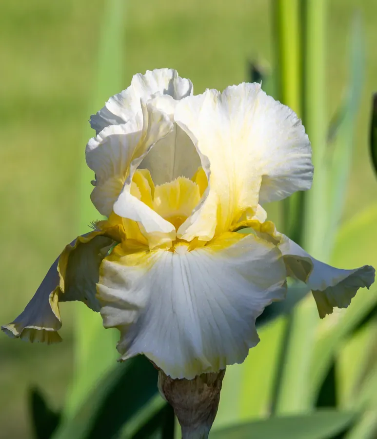 White and Gold Bearded Iris — Salem, Oregon — Ben Pickett Photography