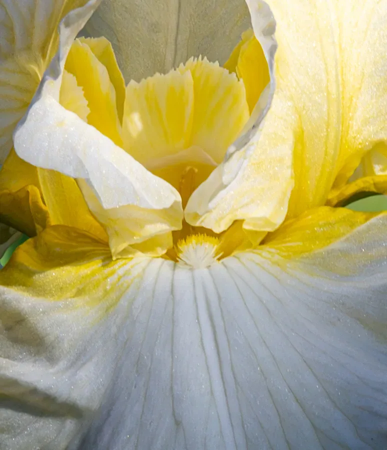 Iris Heart, Macro — Salem, Oregon — Ben Pickett Photography