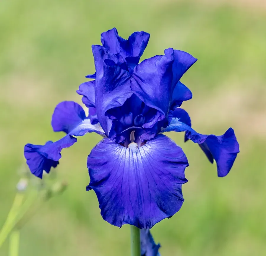 Iris in Deep Blue — Salem, Oregon — Ben Pickett Photography