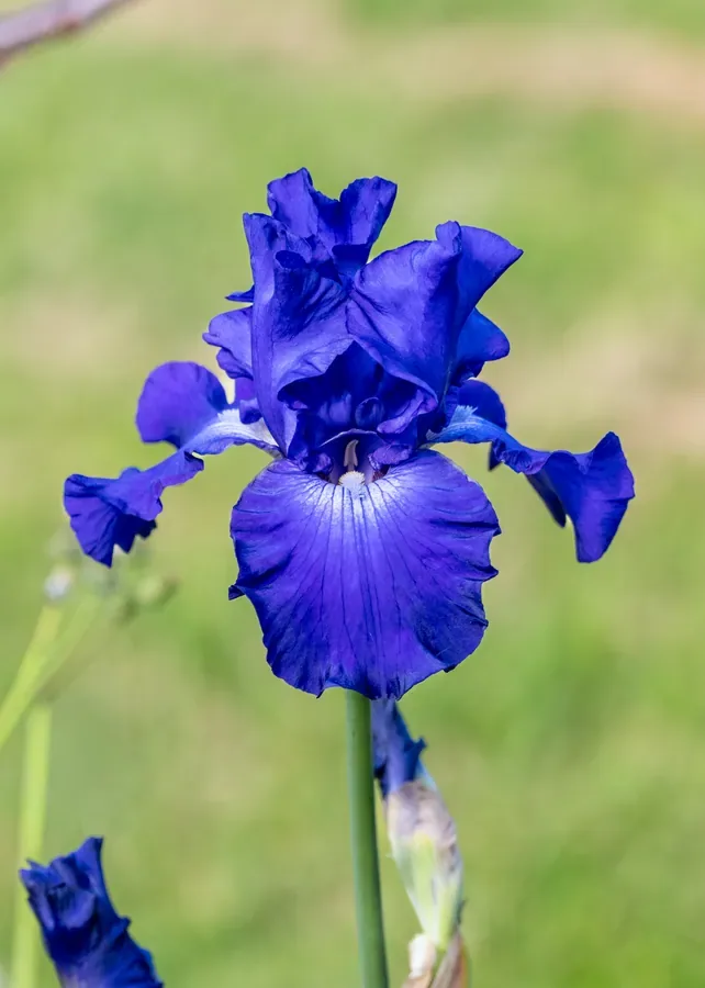 Blue Iris, Second Light — Salem, Oregon — Ben Pickett Photography
