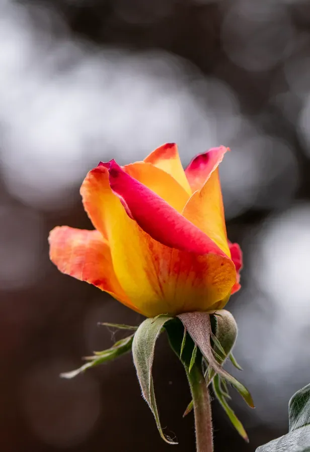 Rosebud, Orange and Red — Salem, Oregon — Ben Pickett Photography