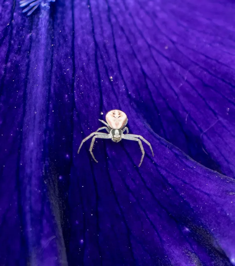 Goldenrod Crab Spider on an Iris Petal — Salem, Oregon — Ben Pickett Photography