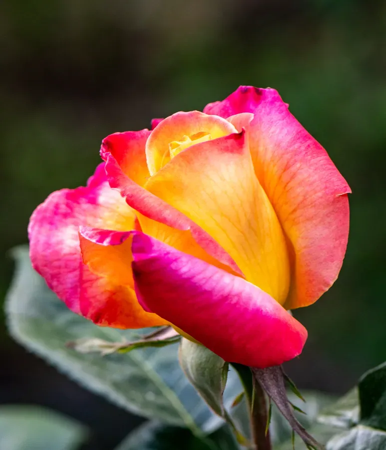 Rose in Sunrise Colours — Salem, Oregon — Ben Pickett Photography