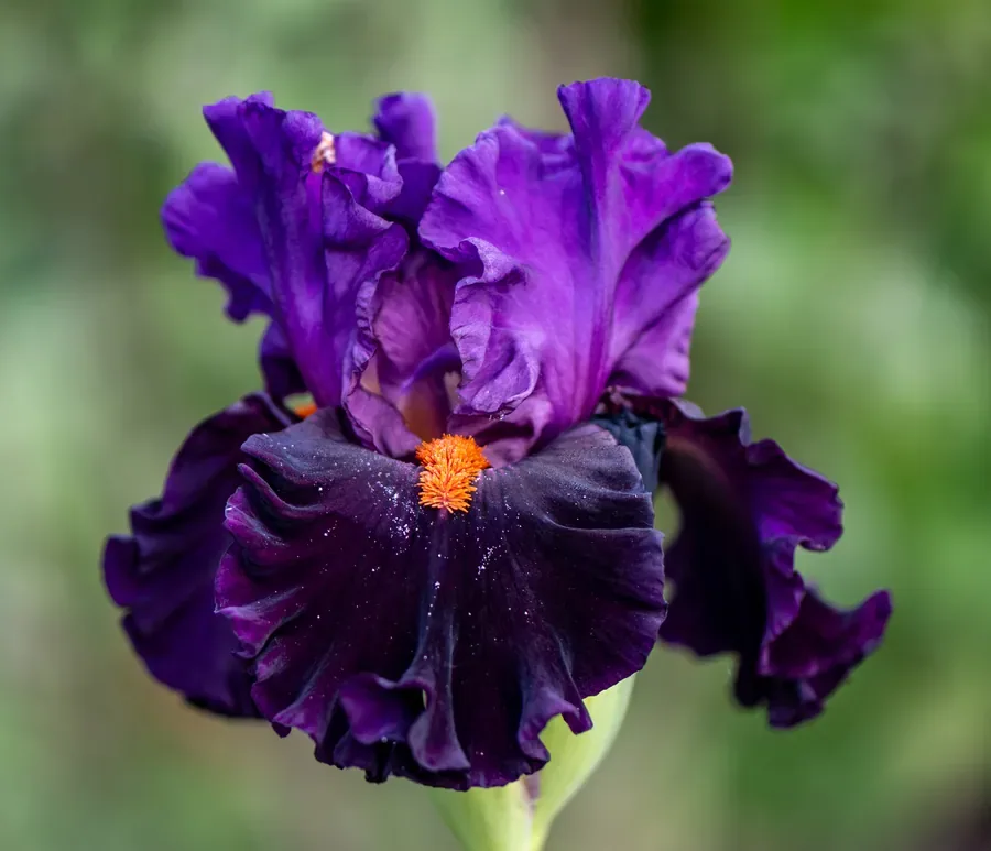 Bearded Iris, Near Black — Salem, Oregon — Ben Pickett Photography