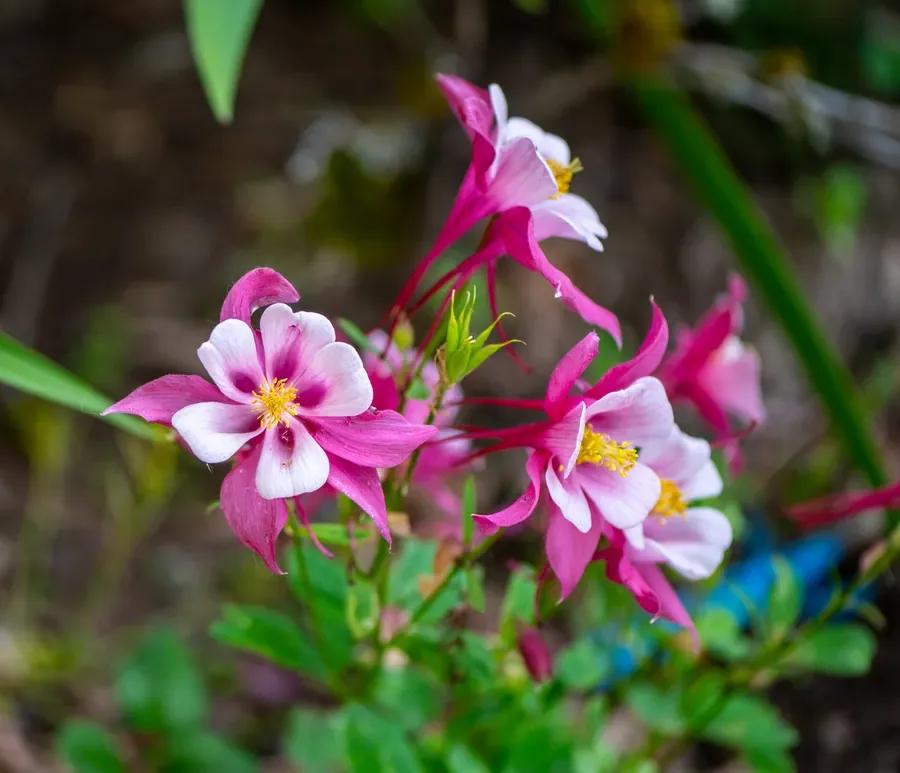 Columbine, Pink and White — Salem, Oregon — Ben Pickett Photography