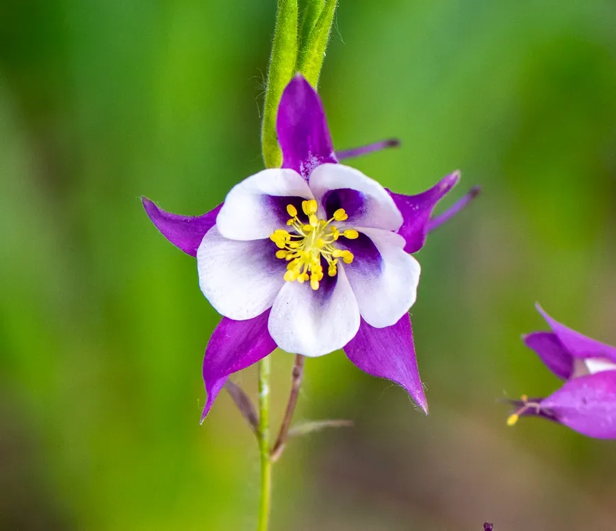 Columbine, Violet and Cream — Salem, Oregon — Ben Pickett Photography