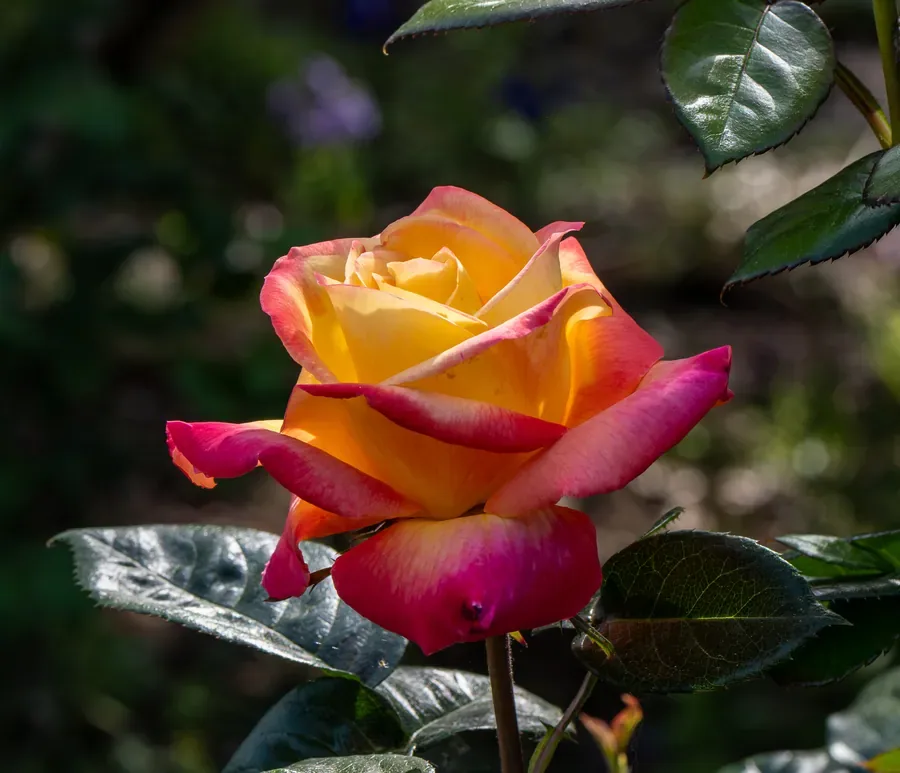 Rose, Peach and Rose — Salem, Oregon — Ben Pickett Photography
