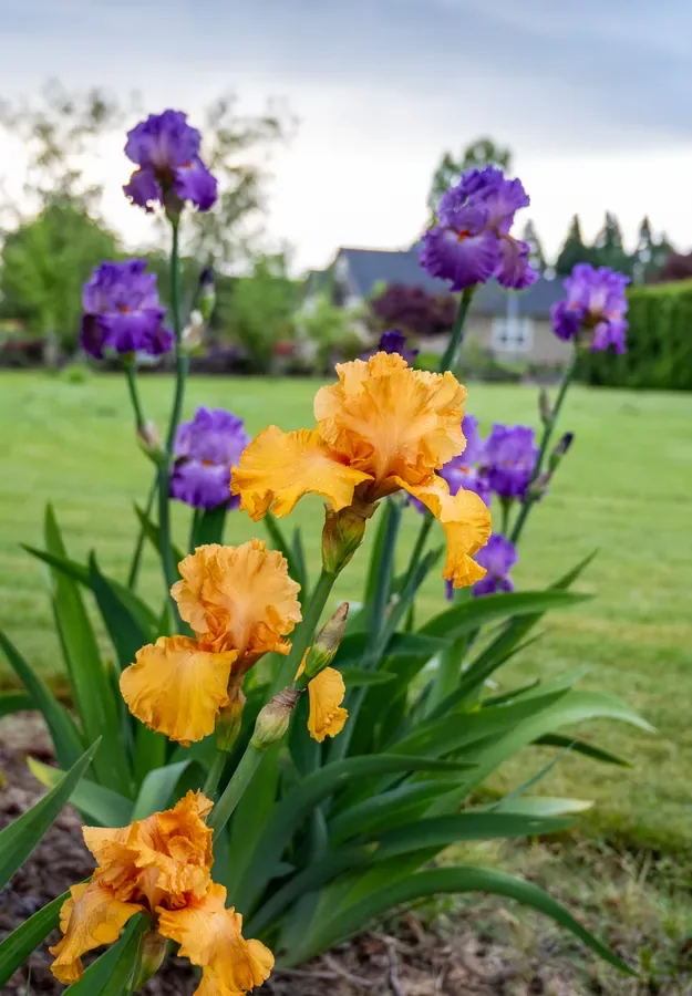 Iris Bed in the Open — Salem, Oregon — Ben Pickett Photography
