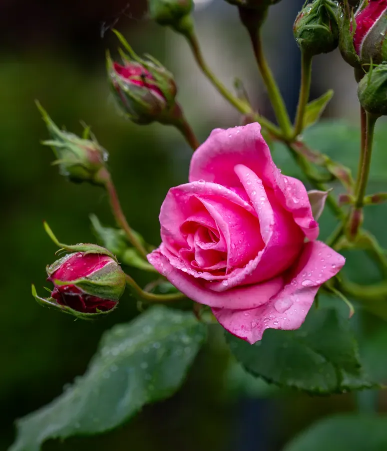 Pink Rose with Buds — Salem, Oregon — Ben Pickett Photography
