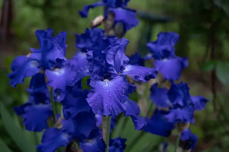 Iris Bed, Blue Ranks — Salem, Oregon — Ben Pickett Photography