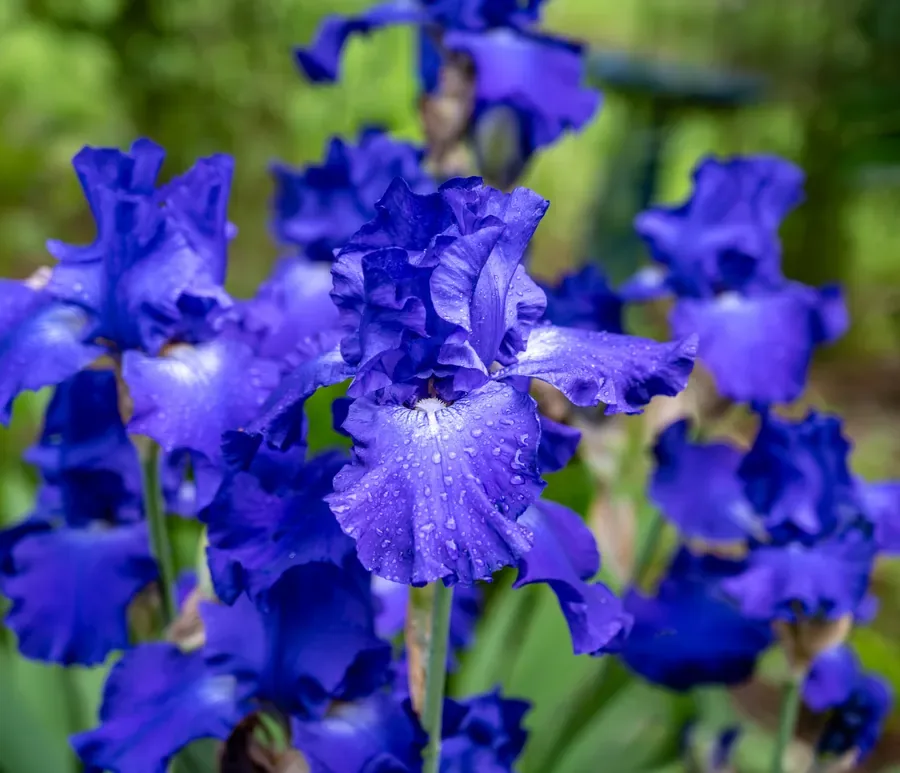 Blue Iris in Number — Salem, Oregon — Ben Pickett Photography