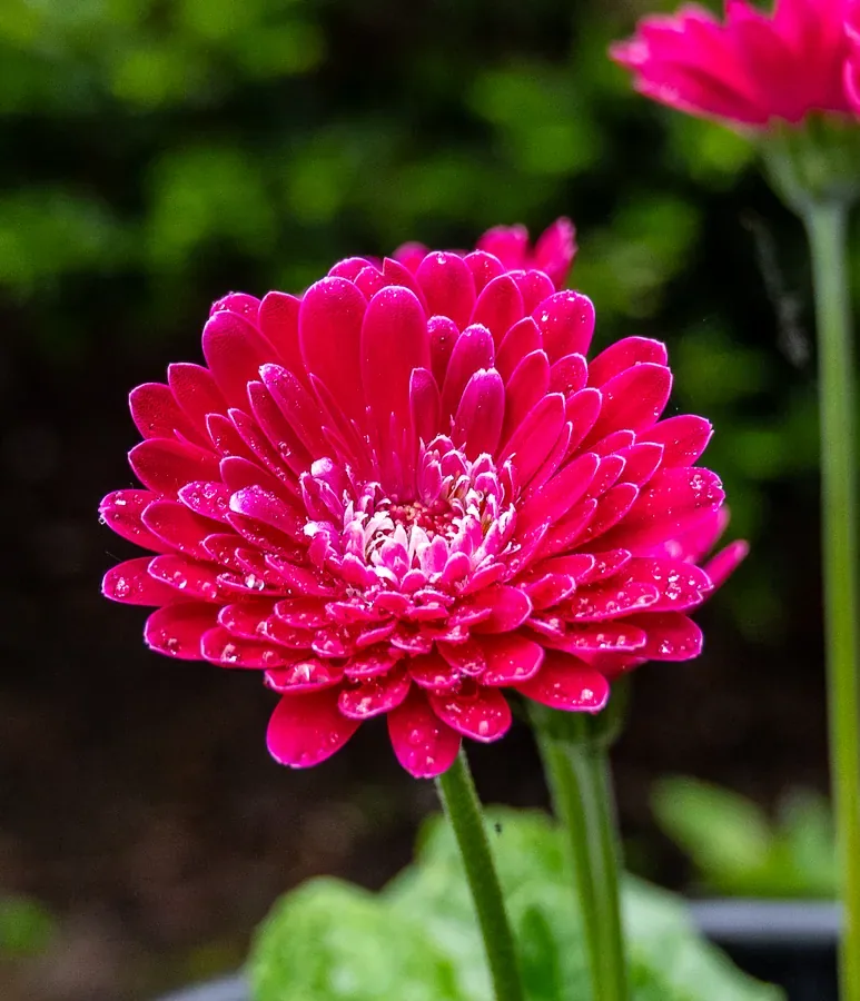 Gerbera Daisy in Deep Pink — Salem, Oregon — Ben Pickett Photography