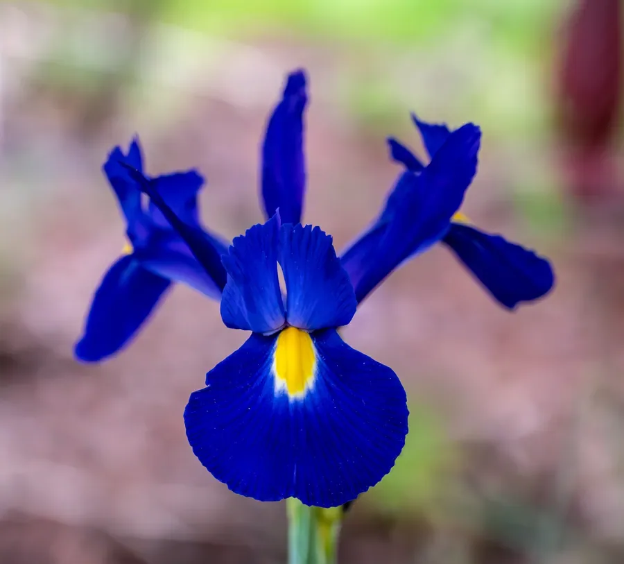 Dutch Iris, Blue and Gold — Salem, Oregon — Ben Pickett Photography