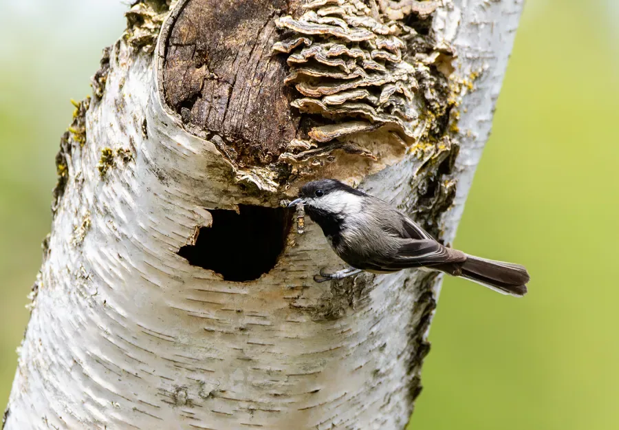 Black-capped Chickadee at the Nest Hole — Salem, Oregon — Ben Pickett Photography
