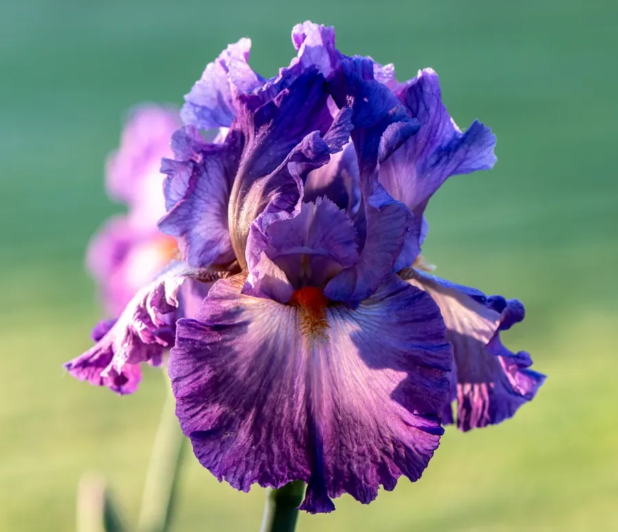 Iris in Lavender and Plum — Salem, Oregon — Ben Pickett Photography