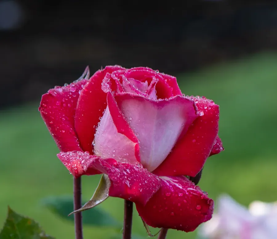 Rose After Rain — Salem, Oregon — Ben Pickett Photography
