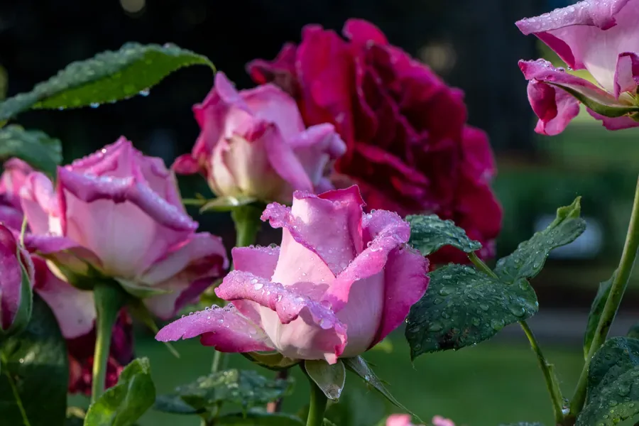 Roses in the Bed — Salem, Oregon — Ben Pickett Photography