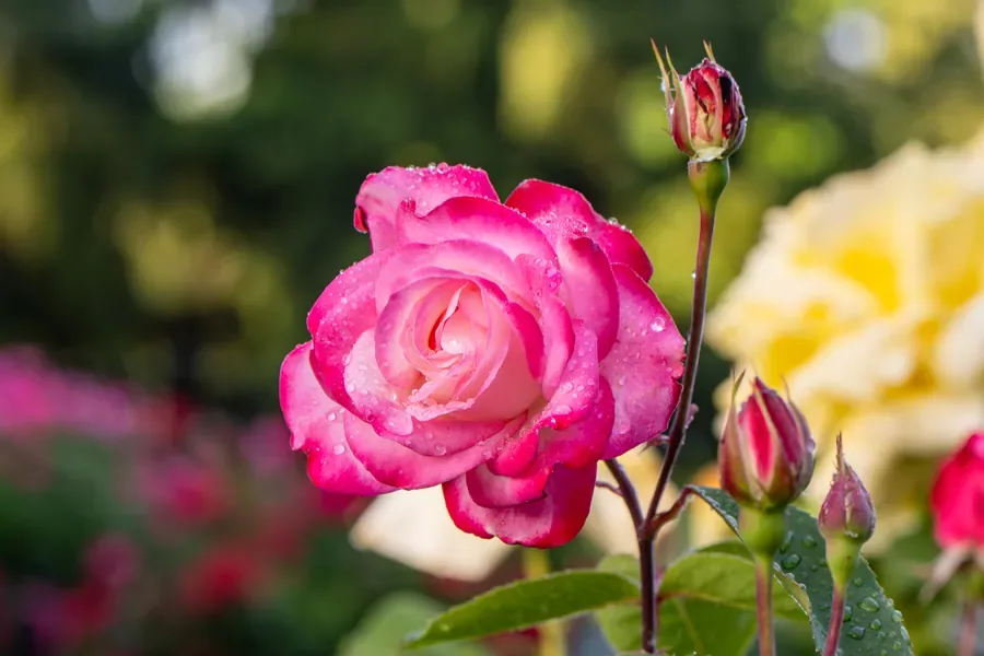 Pink Rose Opening — Salem, Oregon — Ben Pickett Photography