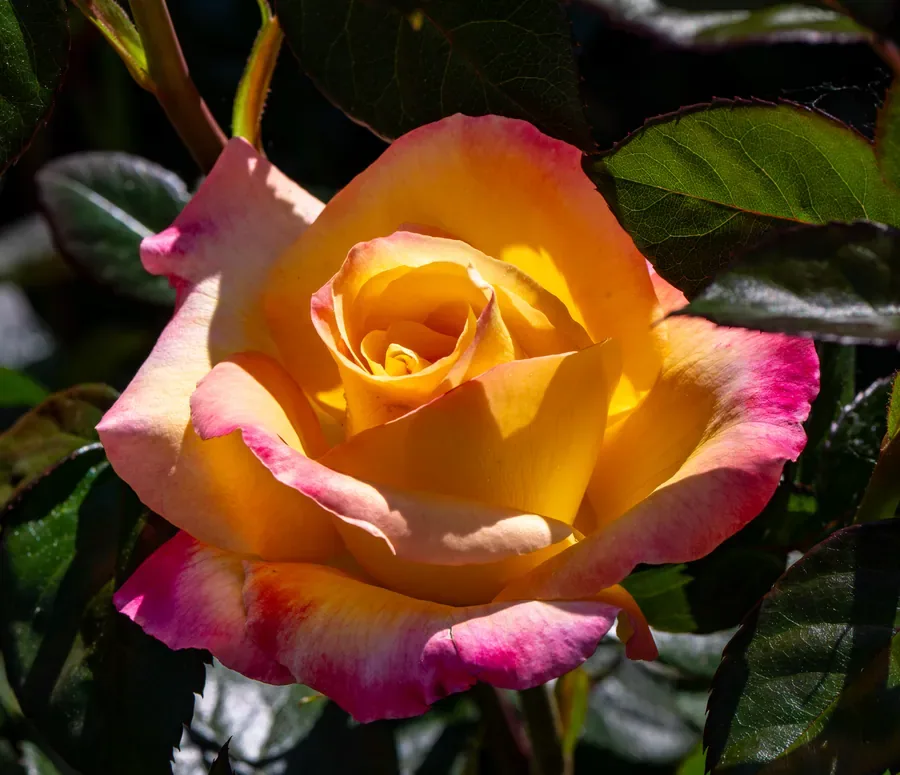 Rose in Amber and Rose — Salem, Oregon — Ben Pickett Photography
