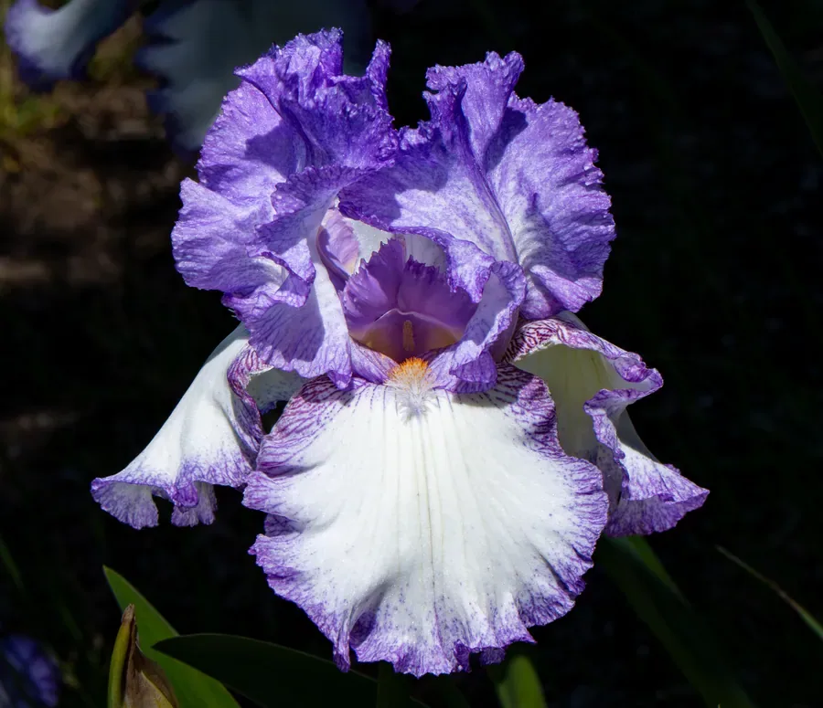 Bearded Iris, Violet and White — Salem, Oregon — Ben Pickett Photography