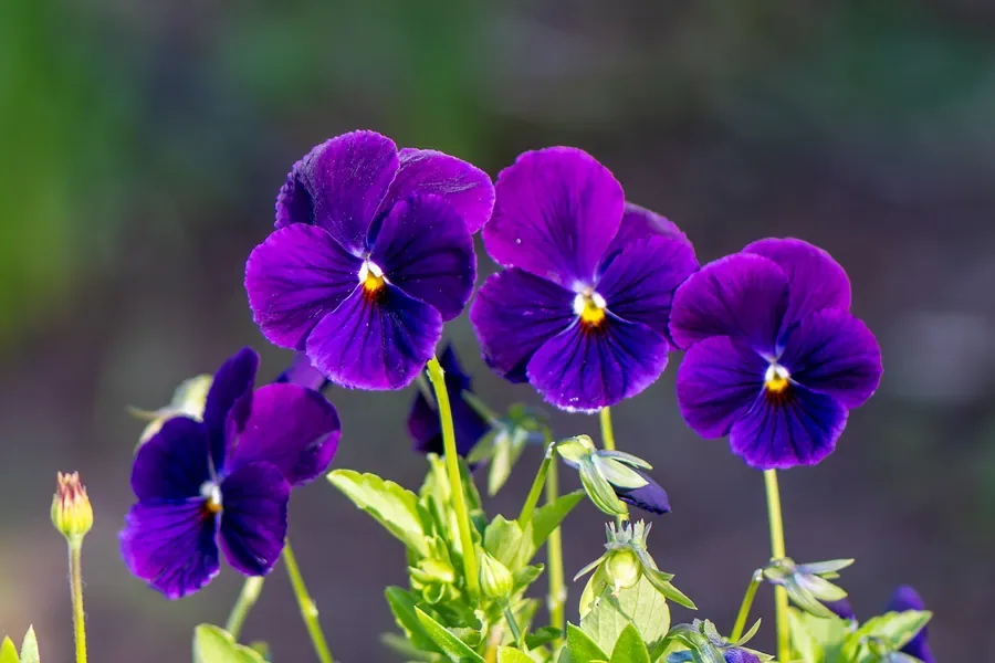 Pansies in Purple — Salem, Oregon — Ben Pickett Photography