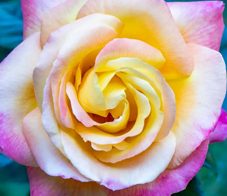 Rose Spiral, Yellow and Pink — Salem, Oregon — Ben Pickett Photography