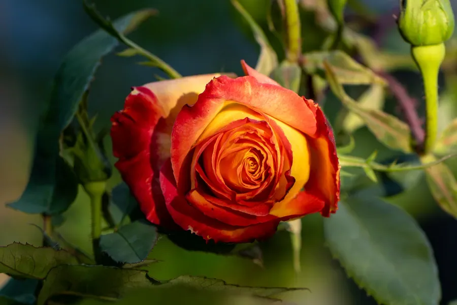 Rose in Flame — Salem, Oregon — Ben Pickett Photography