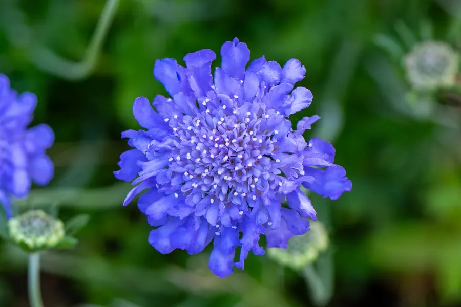 Scabiosa in Blue — Salem, Oregon — Ben Pickett Photography