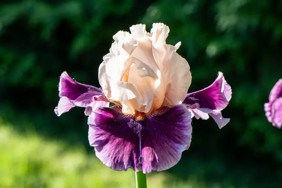 Iris, White Over Plum — Salem, Oregon — Ben Pickett Photography