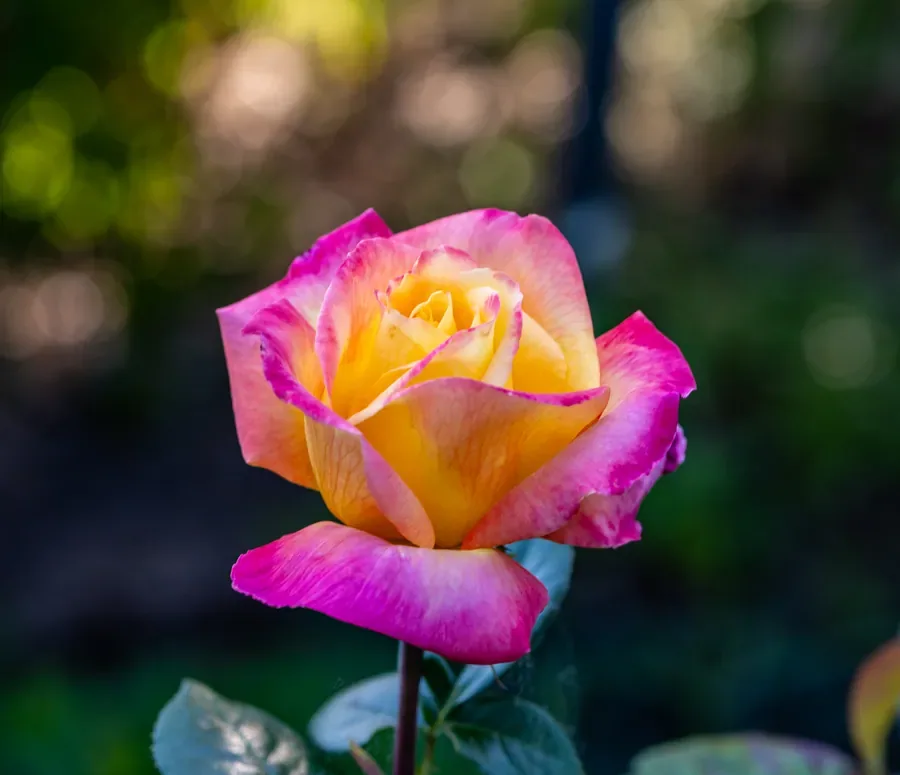 Rose, Pink and Gold — Salem, Oregon — Ben Pickett Photography
