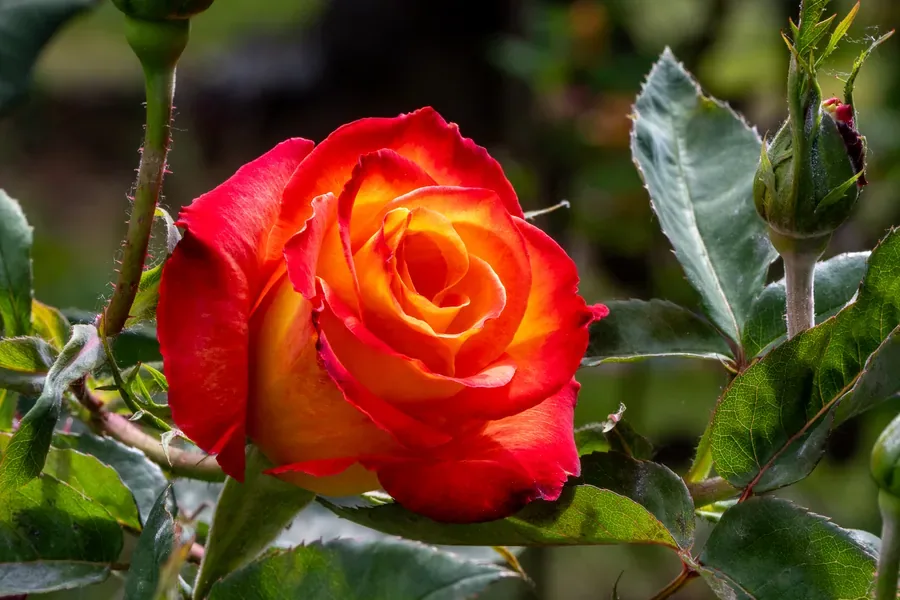 Rose in Red and Orange — Salem, Oregon — Ben Pickett Photography