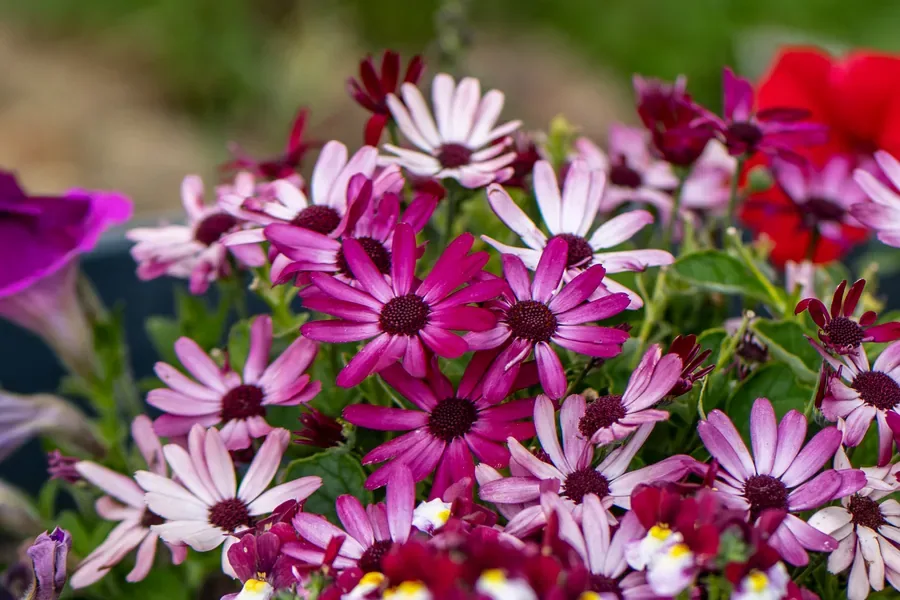 Osteospermum Drift — Salem, Oregon — Ben Pickett Photography