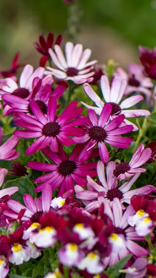 Daisies in Number — Salem, Oregon — Ben Pickett Photography