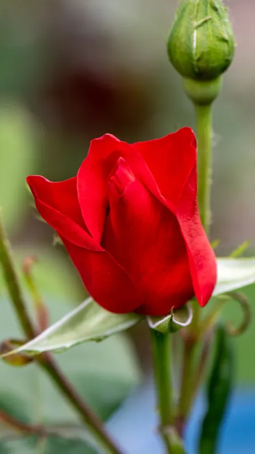 Red Rosebud — Salem, Oregon — Ben Pickett Photography
