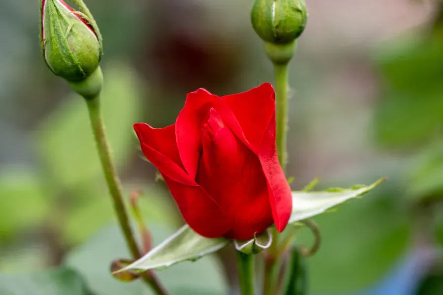 Rosebud and Buds — Salem, Oregon — Ben Pickett Photography
