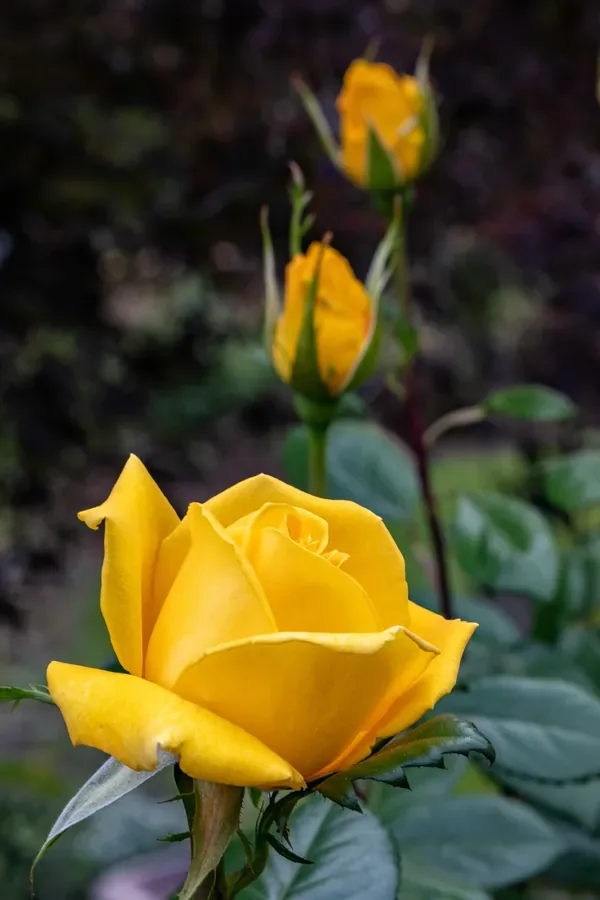 Yellow Rose Rising — Salem, Oregon — Ben Pickett Photography