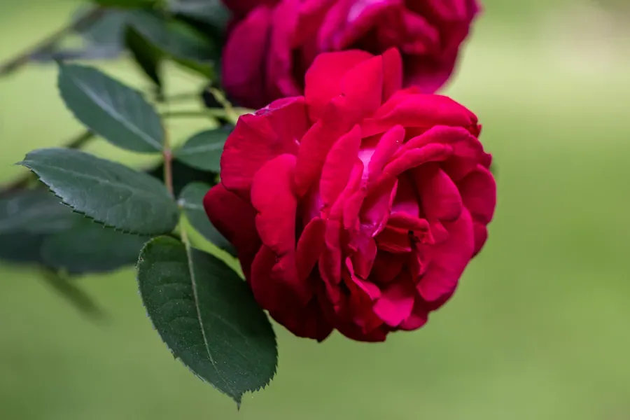 Rose in Magenta — Salem, Oregon — Ben Pickett Photography