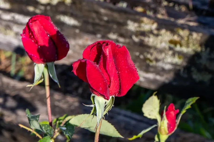 Roses Against Old Wood — Salem, Oregon — Ben Pickett Photography