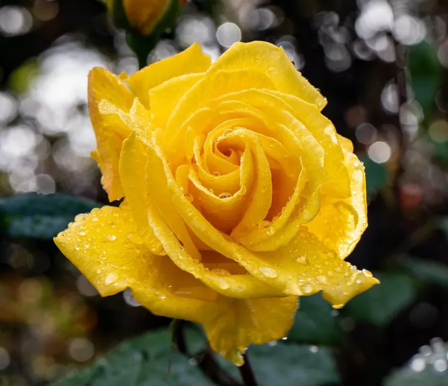 Yellow Rose After Rain — Salem, Oregon — Ben Pickett Photography