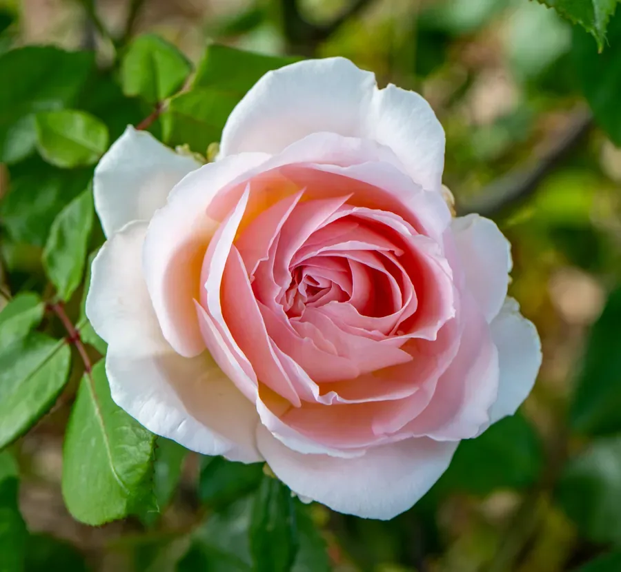 Pale Pink Rose — Salem, Oregon — Ben Pickett Photography