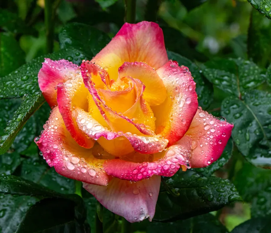 Rose in Peach, Beaded — Salem, Oregon — Ben Pickett Photography