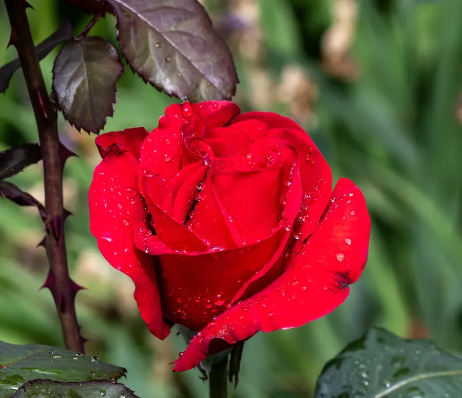 Red Rose, Wet — Salem, Oregon — Ben Pickett Photography