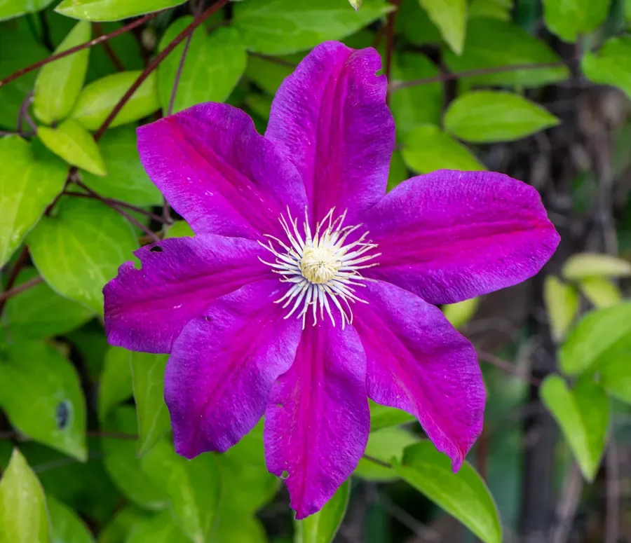 Clematis in Magenta — Salem, Oregon — Ben Pickett Photography