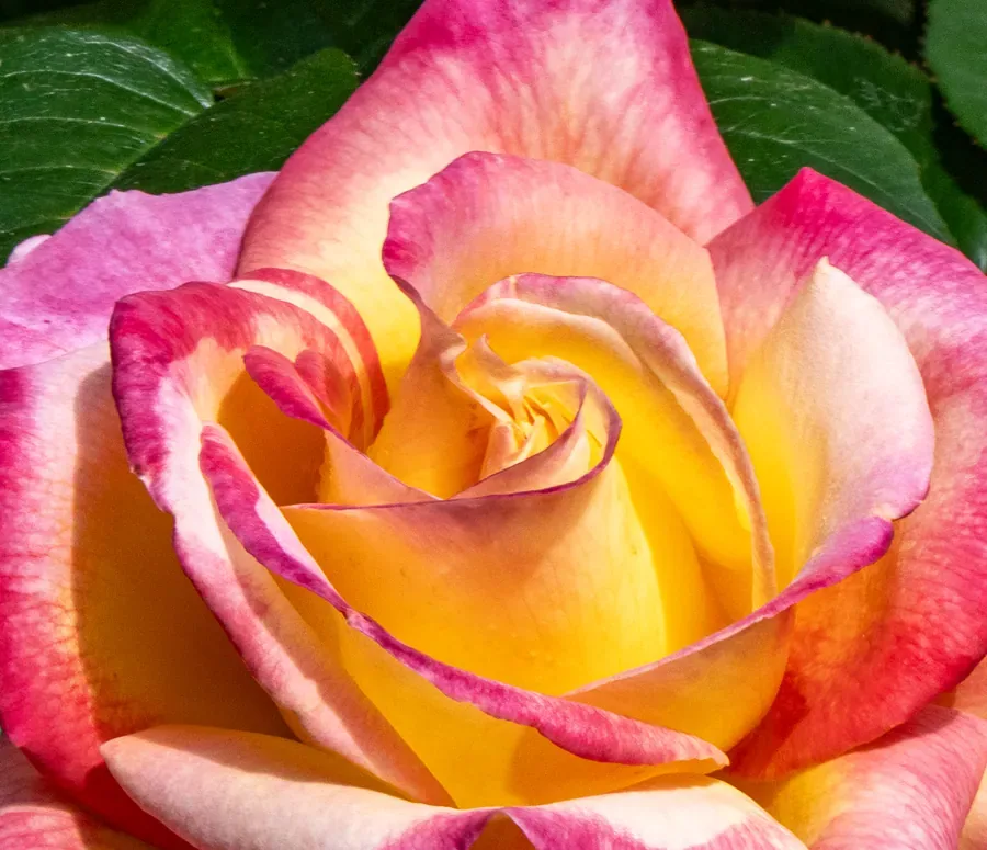 Rose, Gold at the Heart — Salem, Oregon — Ben Pickett Photography